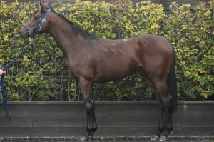 馬体のコンディション