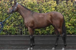 馬体のコンディション