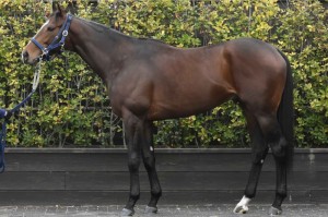 馬体のコンディション