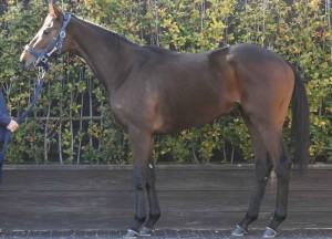 馬体のコンディション