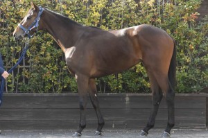 馬体のコンディション