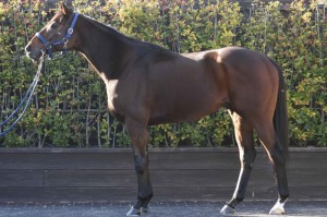 馬体のコンディション