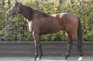 馬体のコンディション