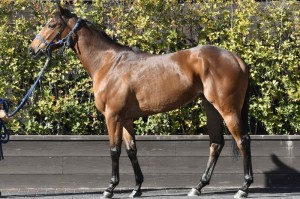 馬体のコンディション