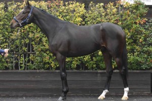 馬体のコンディション