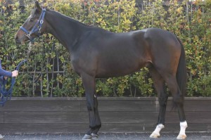 馬体のコンディション