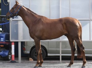 馬体のコンディション