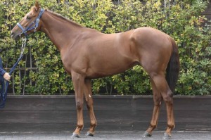 馬体のコンディション