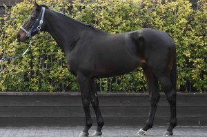 馬体のコンディション