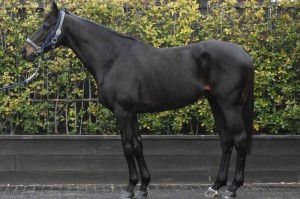 馬体のコンディション