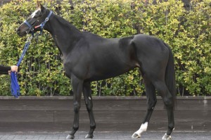 馬体のコンディション