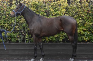 馬体のコンディション