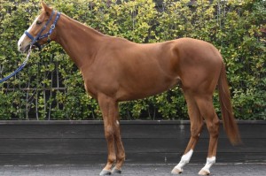 馬体のコンディション