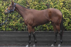 馬体のコンディション