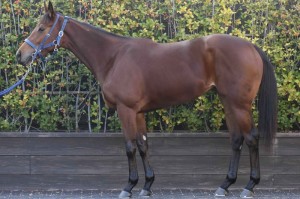 馬体のコンディション