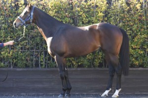 馬体のコンディション