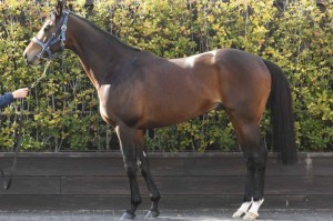 馬体のコンディション