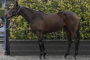 馬体のコンディション