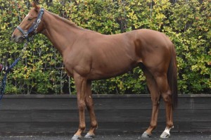 馬体のコンディション