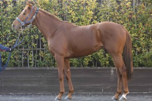 馬体のコンディション