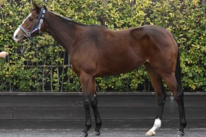 馬体のコンディション