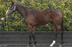 馬体のコンディション