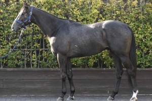 馬体のコンディション