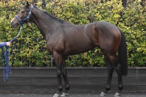 馬体のコンディション