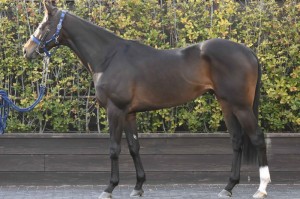 馬体のコンディション