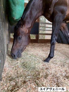 ユイアヴェニール2