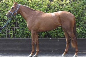 馬体のコンディション