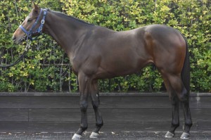 馬体のコンディション