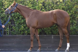 馬体のコンディション