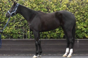 馬体のコンディション