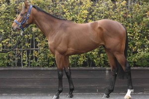 馬体のコンディション