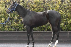 馬体のコンディション