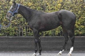 馬体のコンディション