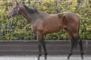 馬体のコンディション