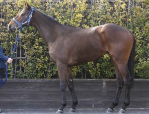 馬体のコンディション