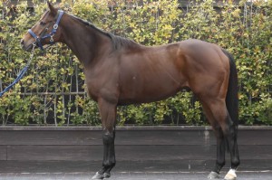 馬体のコンディション