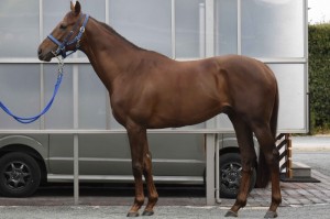 馬体のコンディション