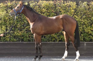 馬体のコンディション