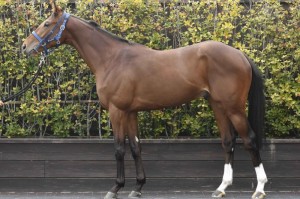 馬体のコンディション