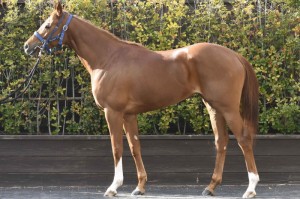 馬体のコンディション