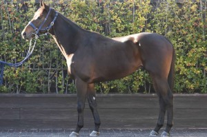 馬体のコンディション