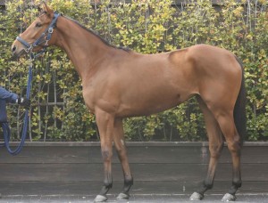 馬体のコンディション