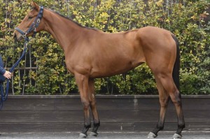 馬体のコンディション