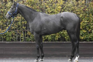 馬体のコンディション