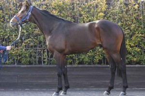 馬体のコンディション