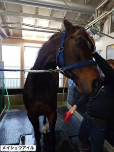 メイショウアイル2